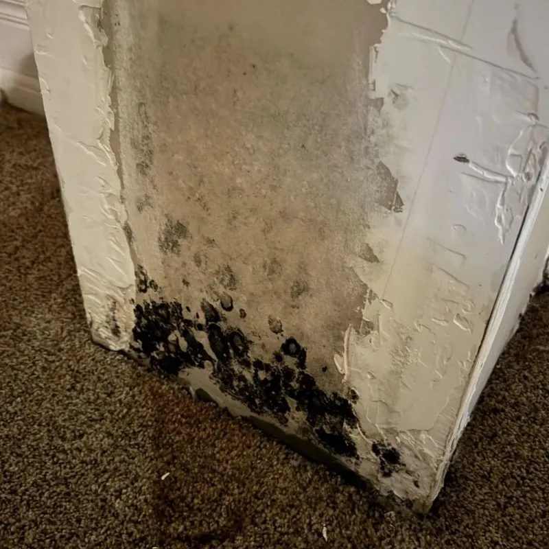 Professional Mold Removal in Bradley, IL